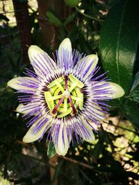 Close-up of purple flower blooming outdoors