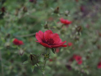 Close-up of red flowers