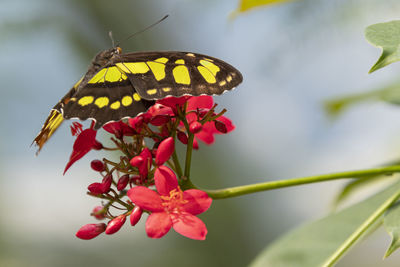 Close-up of butterfly pollinating flower