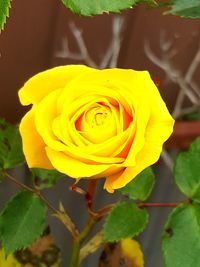 Close-up of yellow rose