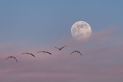 Low angle view of birds flying in sky