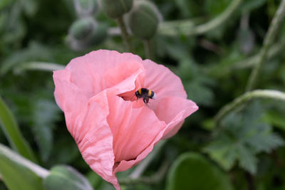 Close-up of insect on pink flower