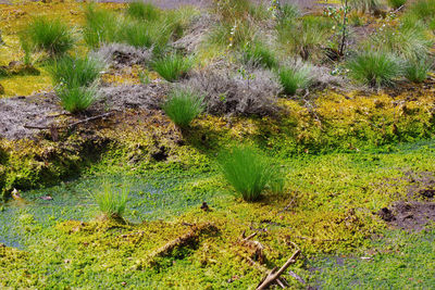 High angle view of plants growing on field