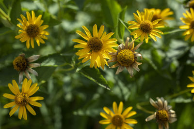 Close-up of yellow flowering plants