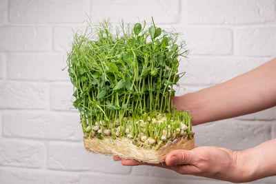 Cropped hand of person holding plant