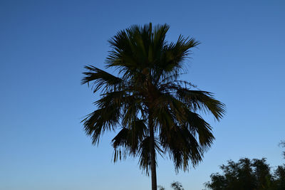 Low angle view of palm tree against clear blue sky