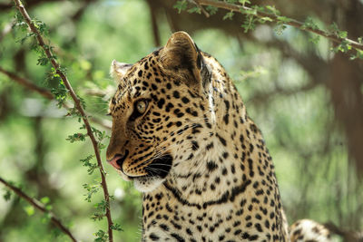 A portrait of a wild african leopard