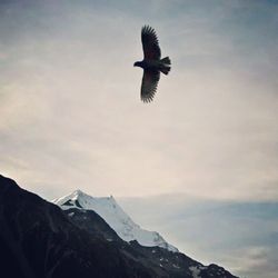 Low angle view of birds flying over white background