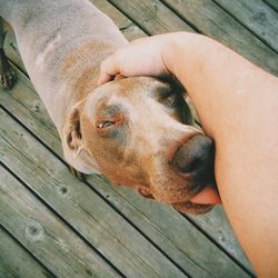 Close-up of a dog on wooden floor