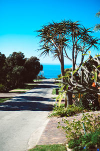 Trees by sea against clear blue sky