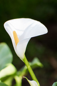 Close-up of white rose flower