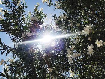 Low angle view of sunlight streaming through trees