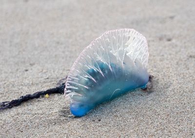 Close-up of shell on beach