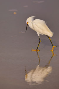 Bird in a lake