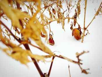 Low angle view of tree