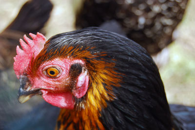 Close-up of rooster