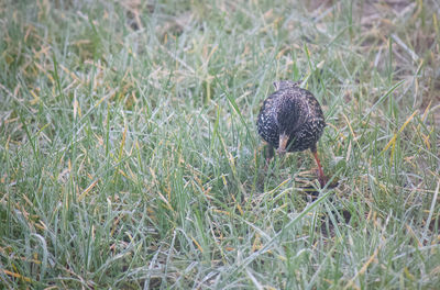 Close-up of snake on field