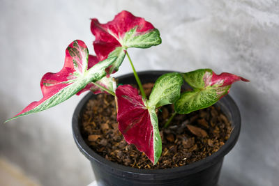 Close-up of potted plant