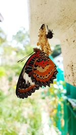 Close-up of butterfly on leaf