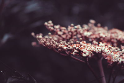 Close-up of fresh flowers on tree