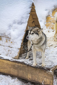 Dog on snow covered field