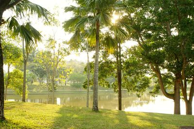 Scenic view of palm trees in park