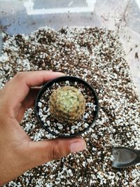 High angle view of person hand holding pebbles