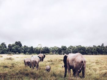 Horses grazing on field against sky