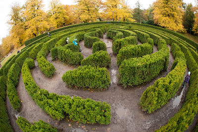 Green plants in garden