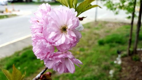 Close-up of pink flowering plant