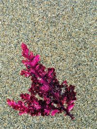Pink flowers on the beach