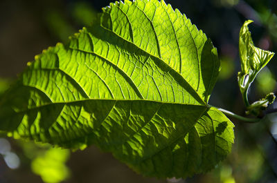 Close-up of leaves