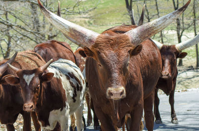 Portrait of cow