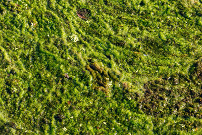 Full frame shot of fresh green plants
