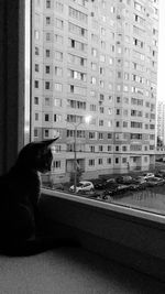 Dog looking through window