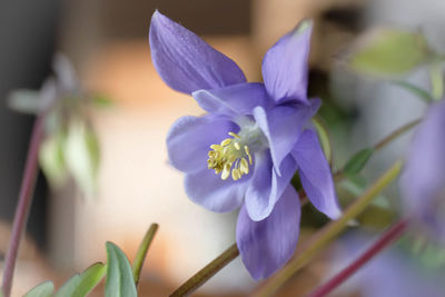 Close-up of purple flowering plant