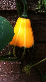 Close-up of pumpkin