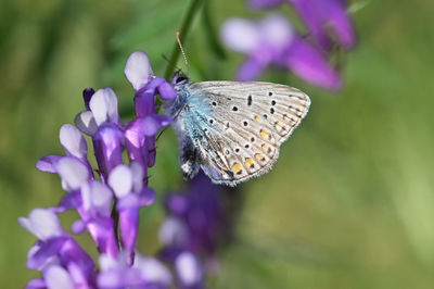 Close-up of butterfly pollinating on purple flower