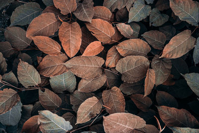 Full frame shot of leaves