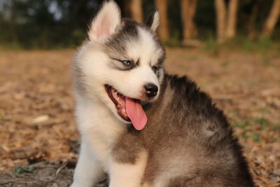 Close-up of dog sticking out tongue on field