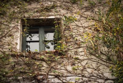 Ivy growing on old building