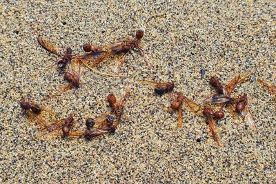 High angle view of crab on sand