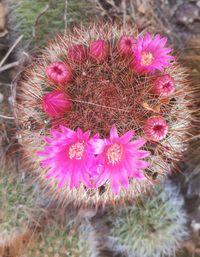 Close-up high angle view of flowers