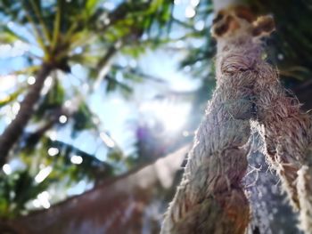 Low angle view of a tree