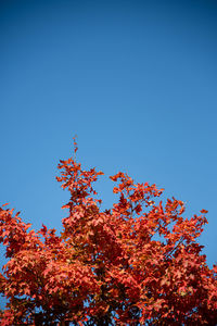 Low angle view of flowering plant against clear blue sky