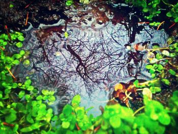 Leaves floating on water