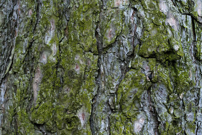 Close-up of moss on tree trunk