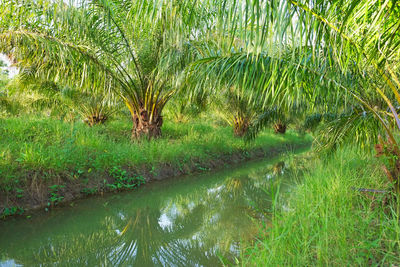 Scenic view of lake by palm trees on field