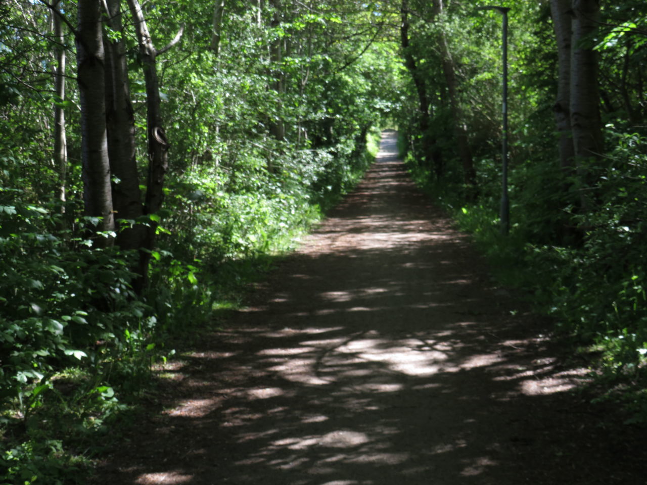 EMPTY FOOTPATH ALONG TREES