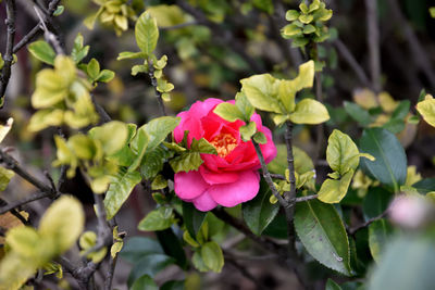 Close-up of pink flowering plant